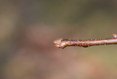 Quercus 'Mauri' - dub Maurův - pupen